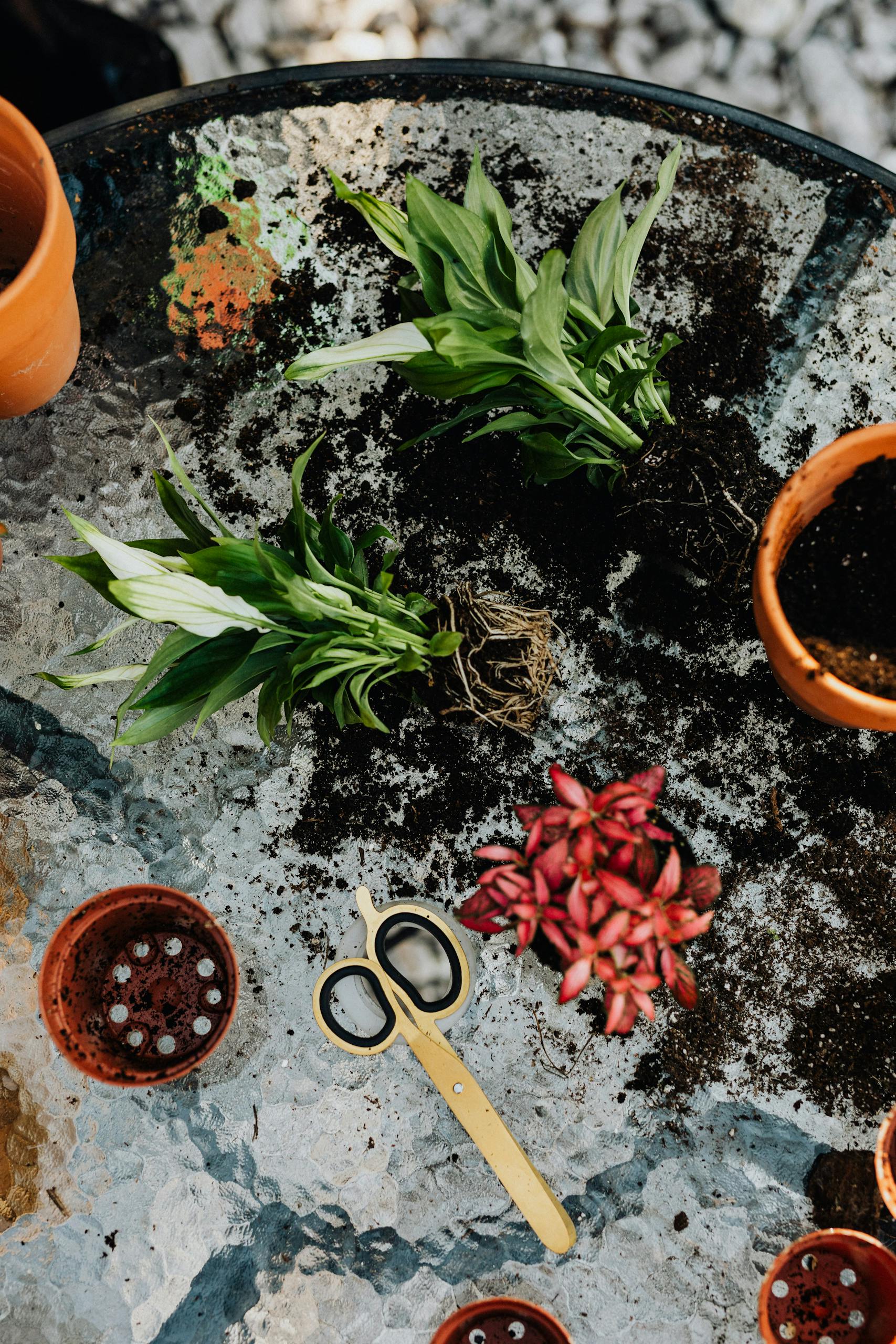 Aerial view of gardening setup with plants, pots, and scissors on a glass table.