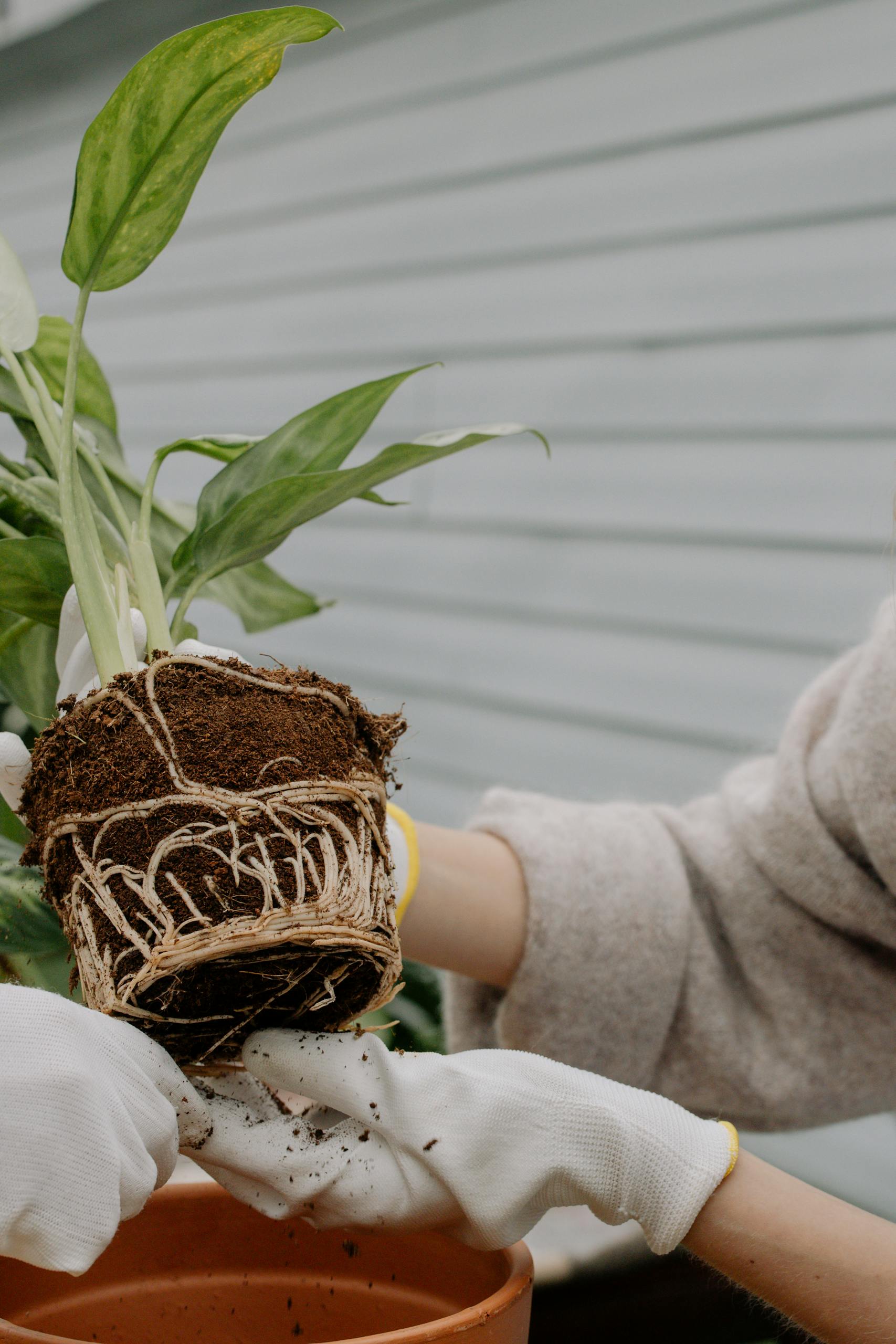 Close-up of a gardener's hands transplanting a houseplant into a pot with visible roots.