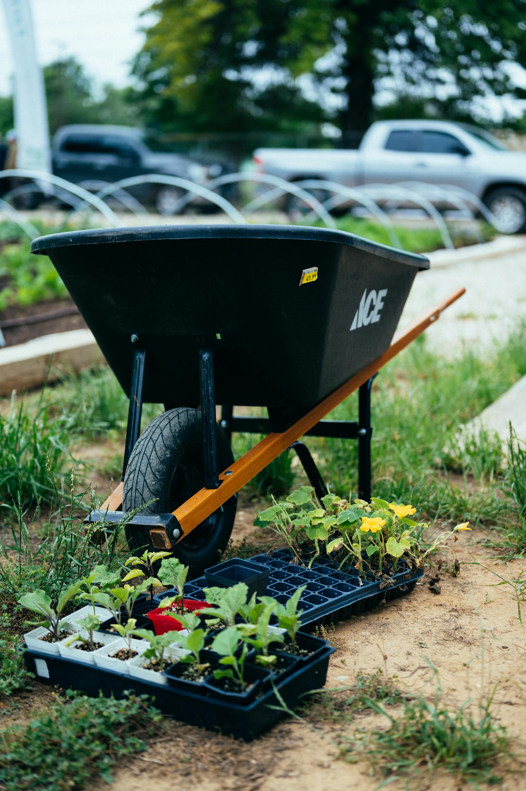 Wheelbarrow and seedlings in trays in an urban garden setting, ideal for gardening enthusiasts.